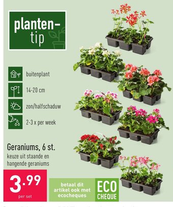 ALDI Geraniums, 6 st. aanbieding