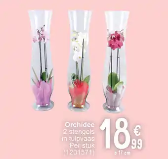 Cora Orchidee 17cm aanbieding