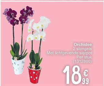 Cora Orchidee aanbieding