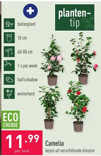 ALDI Camelia per stuk aanbieding