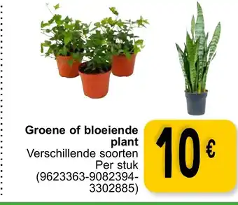 Cora Groene of Bloeiende Plant 9623363-9082394-3302885 aanbieding
