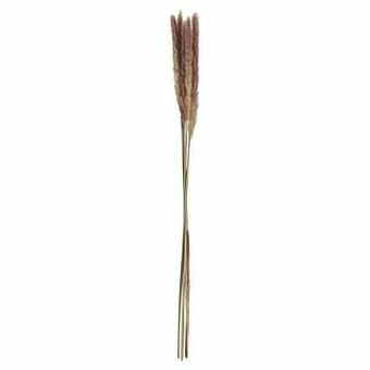 Kwantum Pluim Pampas Gras Lichtbruin aanbieding