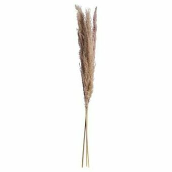 Kwantum Graspluim 3 Stuks Bruin aanbieding