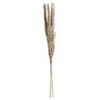 Kwantum Graspluim 3 Stuks Bruin aanbieding