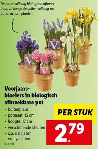 Lidl Voorjaarsbloeiers in biologisch afbreekbare pot aanbieding