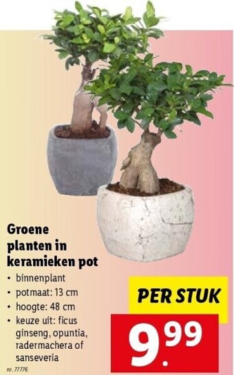 Lidl Groene planten in keramieken pot aanbieding