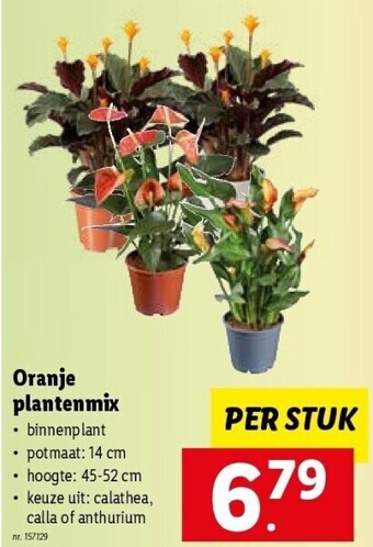 Lidl Oranje plantenmix aanbieding