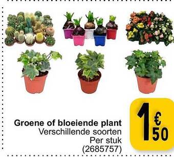 Cora Groene of bloeiende plant aanbieding