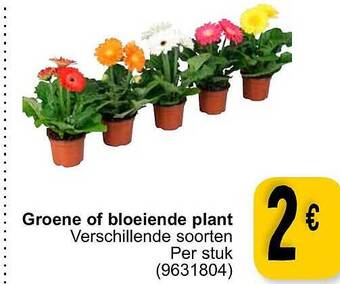 Cora Groene of bloeiende plant aanbieding