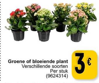 Cora Groene of bloeiende plant aanbieding