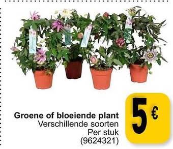 Cora Groene of bloeiende plant aanbieding