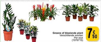 Cora Groene of bloeiende plant aanbieding