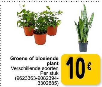 Cora Groene of bloeiende plant aanbieding