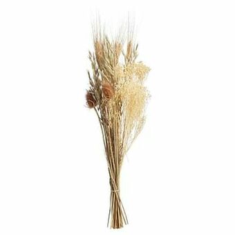 Kwantum Droogboeket Orleans Bruin aanbieding