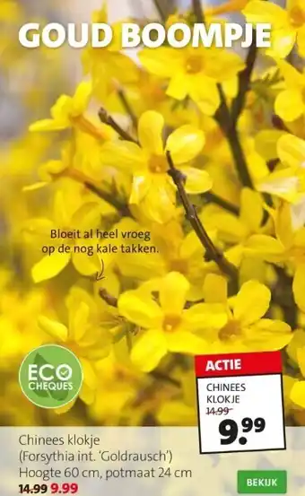 Bloeit al heel vroeg op de nog kale takken.