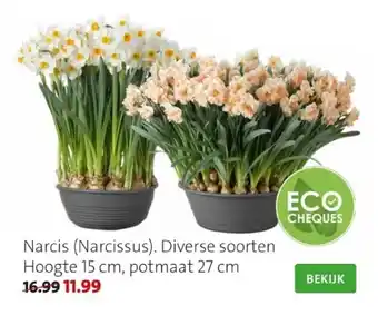 Narcis (narcissus). diverse soorten