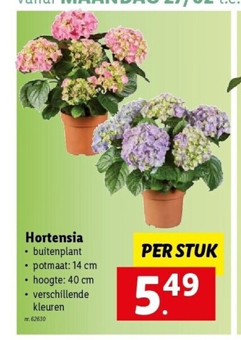 Lidl Hortensia aanbieding