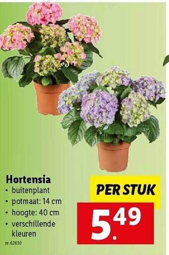 Lidl Hortensia aanbieding
