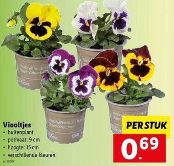 Viooltjes