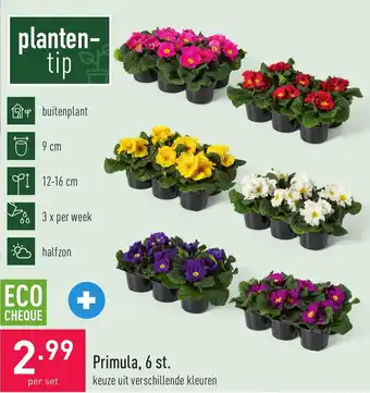 ALDI Primula per set aanbieding