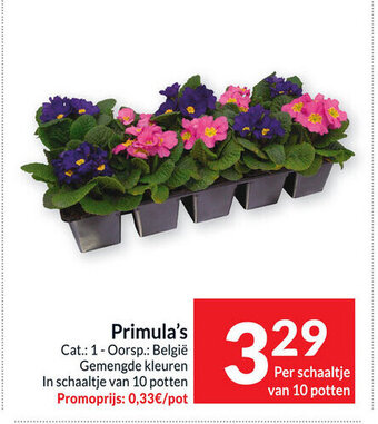 Intermarché Primula's per schaaltje van 10 potten aanbieding