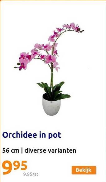 Action Orchidee in pot aanbieding