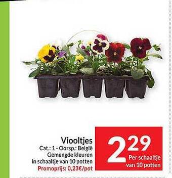 Viooltjes