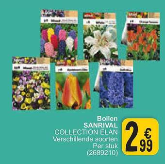 Cora Bollen sanrival aanbieding