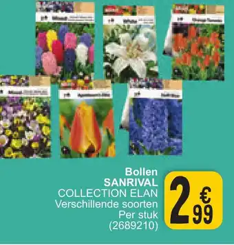 Cora Bollen Sanrival collection elan (2689210) aanbieding