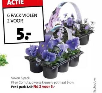 Violen