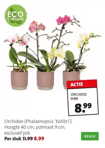 Orchidee (phalaenopsis 'kolibri').