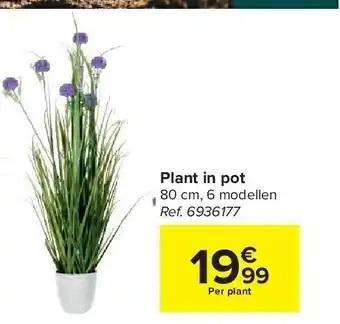 Plant in pot