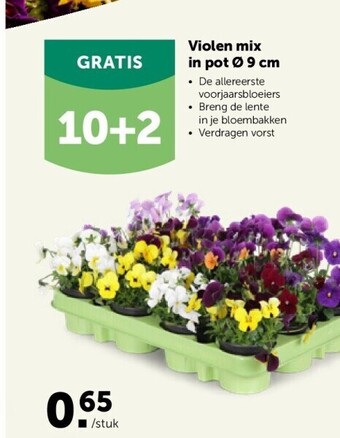 AVEVE Violen mix in pot ø 9 cm aanbieding