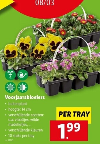 Voorjaarsbloeiers