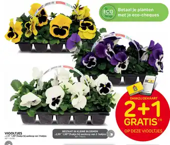 Brico Viooltjes aanbieding