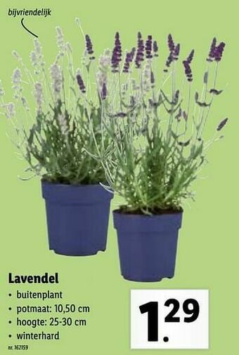 Lidl Lavendel aanbieding