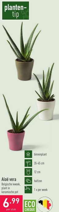 Aloe vera