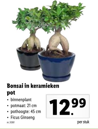 Lidl Bonsai in keramieken pot aanbieding
