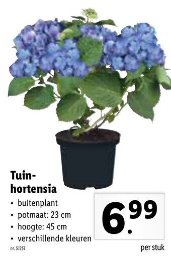 Lidl Tuin hortensia aanbieding