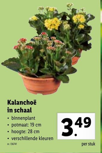Lidl Kalanchoe in schaal aanbieding
