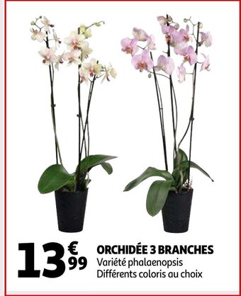 Orchidee 3 branches