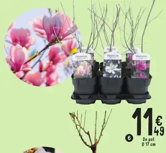 Cora Magnolia (1219260) de pot 17cm aanbieding