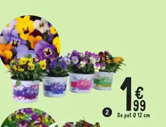 Cora Viooltjes carnaval 12cm aanbieding