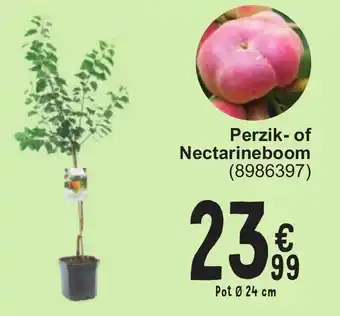 Perzik- of Nectarineboom (8986397) 24cm