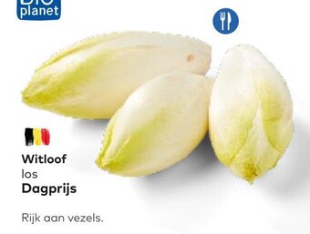 Witloof