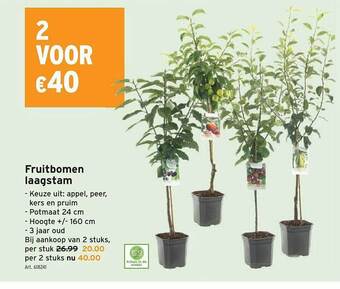 GAMMA Fruitbomen laagstam aanbieding
