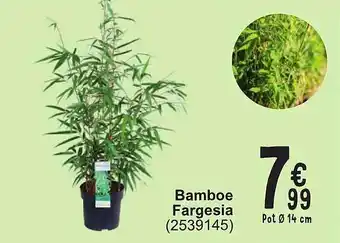 Cora Bamboe fargesia aanbieding