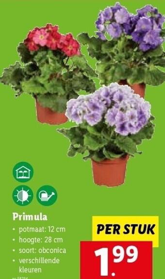 Lidl Primula aanbieding