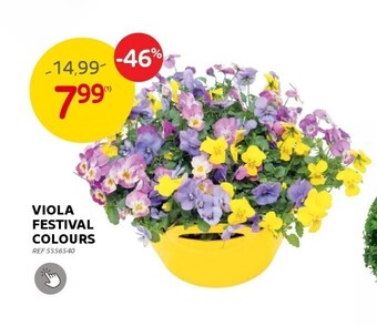 Brico Viola festival colours aanbieding