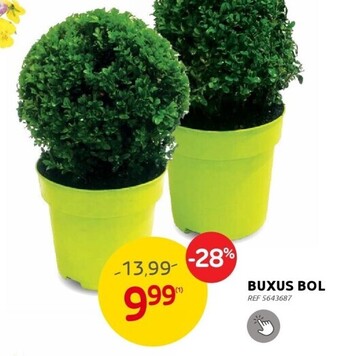Brico Buxus bol aanbieding